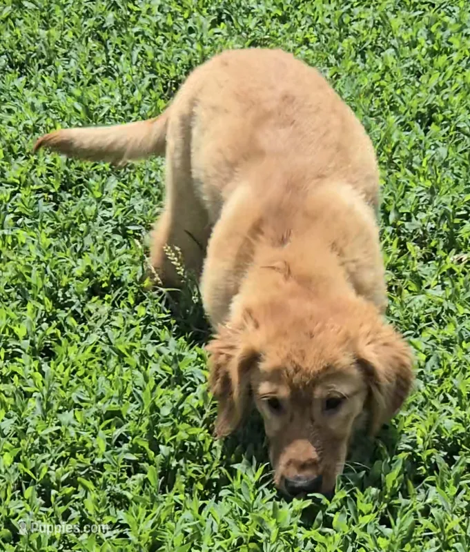 Poppy – Golden Retriever puppy for sale in Riga, MI
