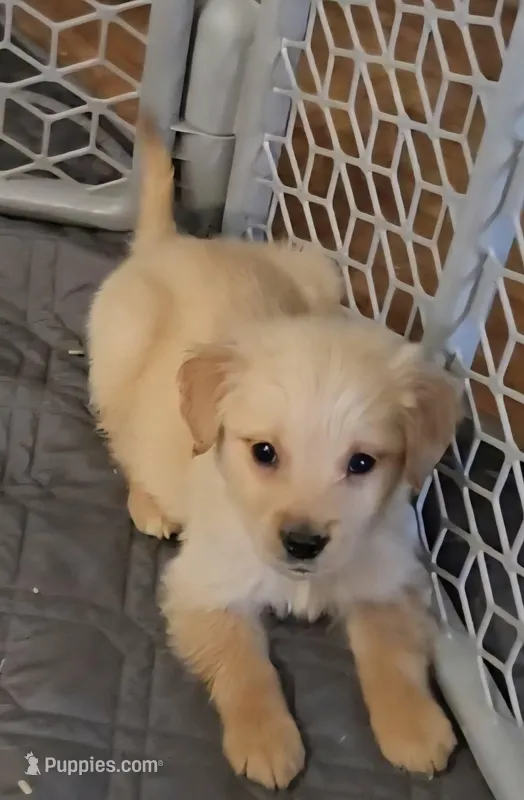 Gunner, a male Golden Retriever for sale in Riga, MI – Photo 1 of 6