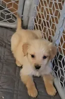 Gunner, a male Golden Retriever for sale in Riga, MI – Photo 1 of 6