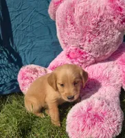 Copper, a male Golden Retriever for sale in Riga, MI – 6 of 6