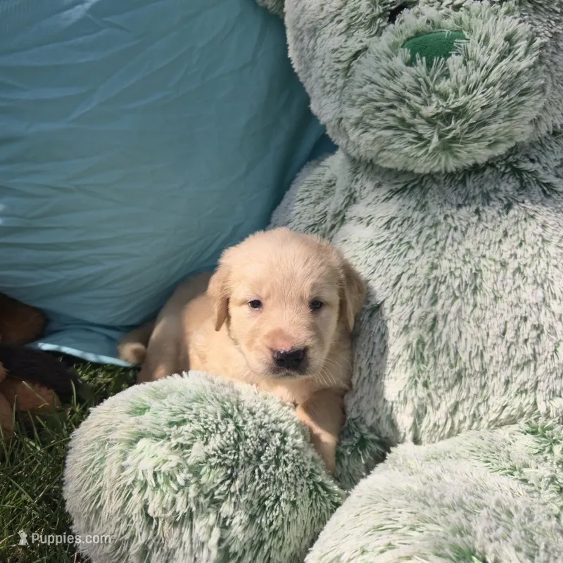Jack – Golden Retriever puppy for sale in Riga, MI