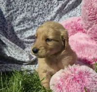 Posey, a female Golden Retriever for sale in Riga, MI – 7 of 10