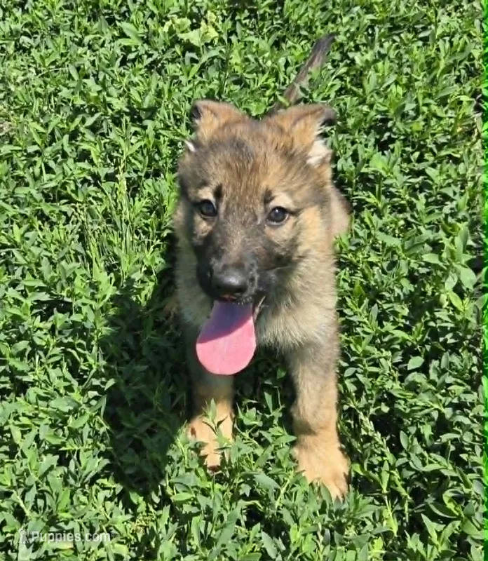 Jubby – German Shepherd Dog puppy for sale in Riga, MI