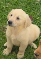Daphne, a female Golden Retriever for sale in Riga, MI – 2 of 10