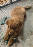 Poppy, a female Golden Retriever for sale in Riga, MI – 1 of 8