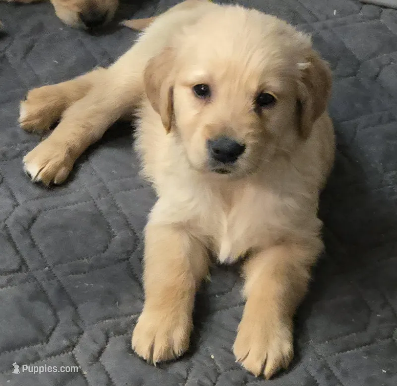 Lola – Golden Retriever puppy for sale in Riga, MI