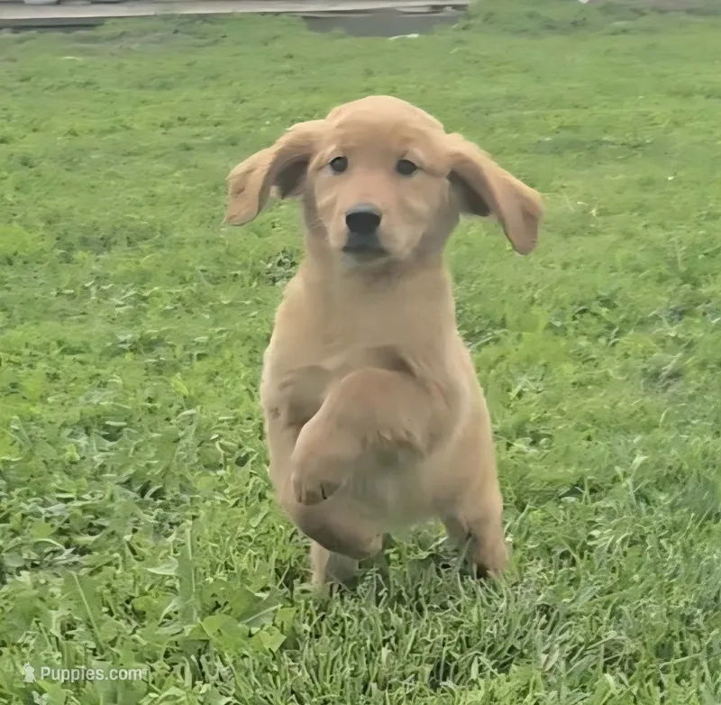 Fiona, a female Golden Retriever for sale in Riga, MI – 1 of 6