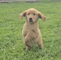 Fiona, a female Golden Retriever for sale in Riga, MI – 1 of 6