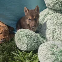 Reggie, a male German Shepherd Dog for sale in Riga, MI – 8 of 8