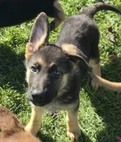 Pixie, a female German Shepherd Dog for sale in Riga, MI – 2 of 10