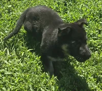 Lady, a female German Shepherd Dog for sale in Riga, MI – 6 of 7