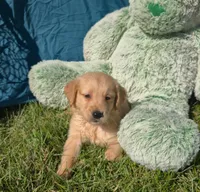 Tulip, a female Golden Retriever for sale in Riga, MI – 5 of 6
