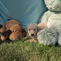 Jack, a male Golden Retriever for sale in Riga, MI – 2 of 6