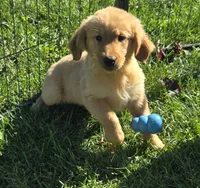 Daphne, a female Golden Retriever for sale in Riga, MI – 9 of 10