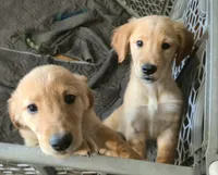 Poppy, a female Golden Retriever for sale in Riga, MI – 7 of 8