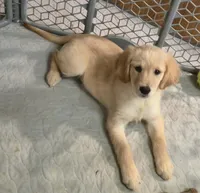 Susie, a female Golden Retriever for sale in Riga, MI – 7 of 8