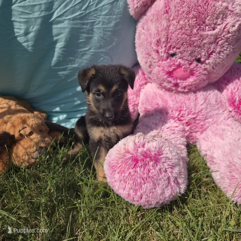 Pixie – German Shepherd Dog puppy for sale in Riga, MI