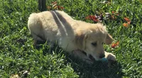 Sophie, a female Golden Retriever for sale in Riga, MI – 2 of 7