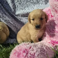 Dougie, a male Golden Retriever for sale in Riga, MI – 4 of 10