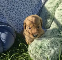 Dougie, a male Golden Retriever for sale in Riga, MI – 10 of 10