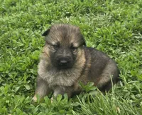 Parker, a male German Shepherd Dog for sale in Riga, MI – 2 of 3