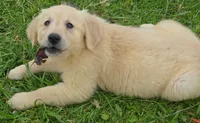 Daphne, a female Golden Retriever for sale in Riga, MI – 4 of 10