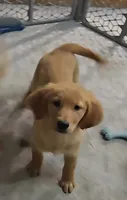Susie, a female Golden Retriever for sale in Riga, MI – 5 of 8
