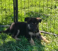 Reggie, a male German Shepherd Dog for sale in Riga, MI – 6 of 9
