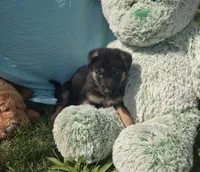 Pixie, a female German Shepherd Dog for sale in Riga, MI – 2 of 8
