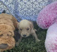 Pickle, a male Golden Retriever for sale in Riga, MI – 5 of 9