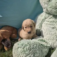 Daphne, a female Golden Retriever for sale in Riga, MI – 4 of 6