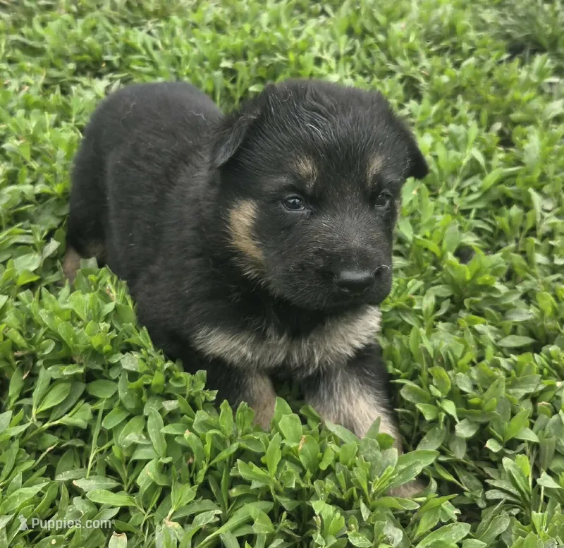 Lady – German Shepherd Dog puppy for sale in Riga, MI