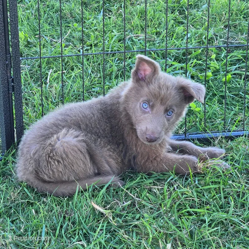 Baxter – German Shepherd Dog puppy for sale in Riga, MI