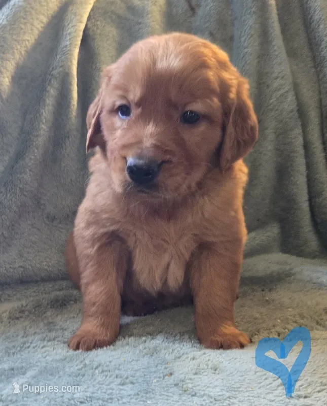 Dolton – Golden Retriever puppy for sale in Riga, MI