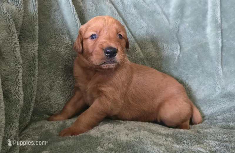 Dolton – Golden Retriever puppy for sale in Riga, MI
