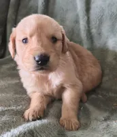 Dolton, a male Golden Retriever for sale in Riga, MI – Photo 7 of 10