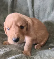 Dolton, a male Golden Retriever for sale in Riga, MI – Photo 8 of 10