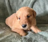 Dolton, a male Golden Retriever for sale in Riga, MI – Photo 3 of 10