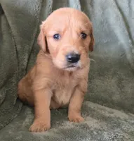 Dolton, a male Golden Retriever for sale in Riga, MI – Photo 2 of 10
