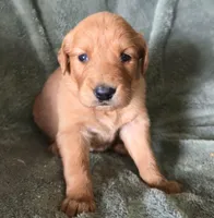 Dolton, a male Golden Retriever for sale in Riga, MI – Photo 5 of 10