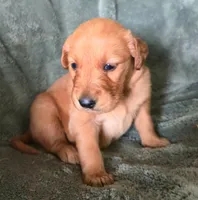 Dolton, a male Golden Retriever for sale in Riga, MI – Photo 6 of 10