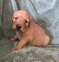 Dolton, a male Golden Retriever for sale in Riga, MI – Photo 10 of 10