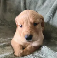 Dolton, a male Golden Retriever for sale in Riga, MI – Photo 4 of 10