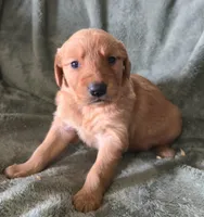 Dolton, a male Golden Retriever for sale in Riga, MI – Photo 9 of 10