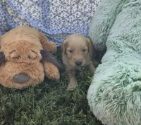 Pickle, a male Golden Retriever for sale in Riga, MI – 4 of 9