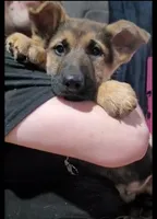 Max, a male German Shepherd Dog for sale in Riga, MI – Photo 2 of 6