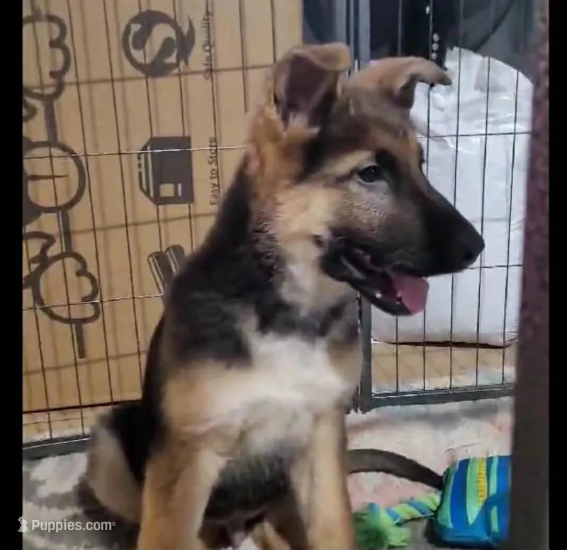 Max, a male German Shepherd Dog for sale in Riga, MI – Photo 1 of 6