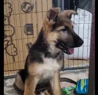 Max, a male German Shepherd Dog for sale in Riga, MI – Photo 1 of 6