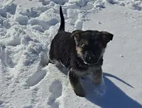 Max, a male German Shepherd Dog for sale in Riga, MI – Photo 4 of 6