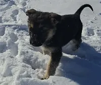 Max, a male German Shepherd Dog for sale in Riga, MI – Photo 5 of 6